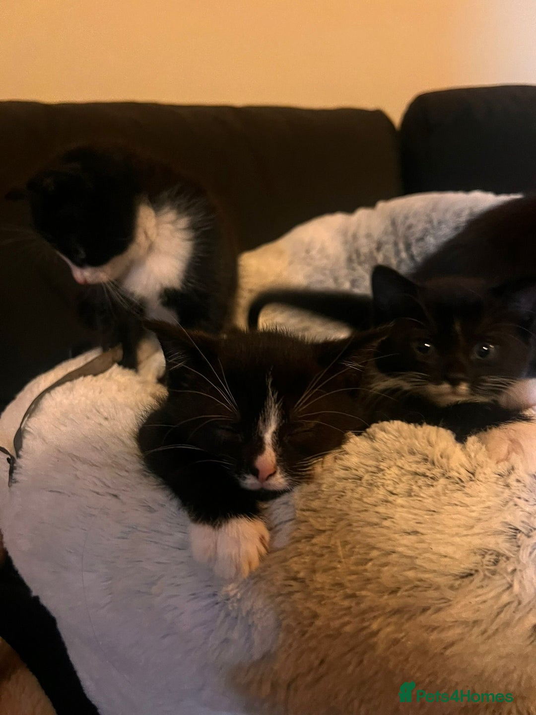 Mixed Breed cats for sale: Young kittens looking for loving homes - Advert 1