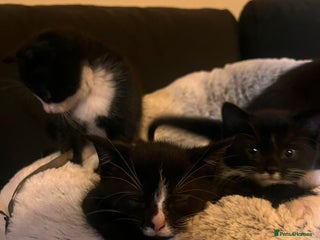 Mixed Breed cats Young kittens looking for loving homes - Advert 1
