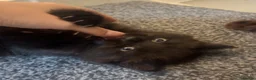 Mixed Breed cats for sale: Beautiful Black/Brown Kittens  in Bracknell - Advert 7
