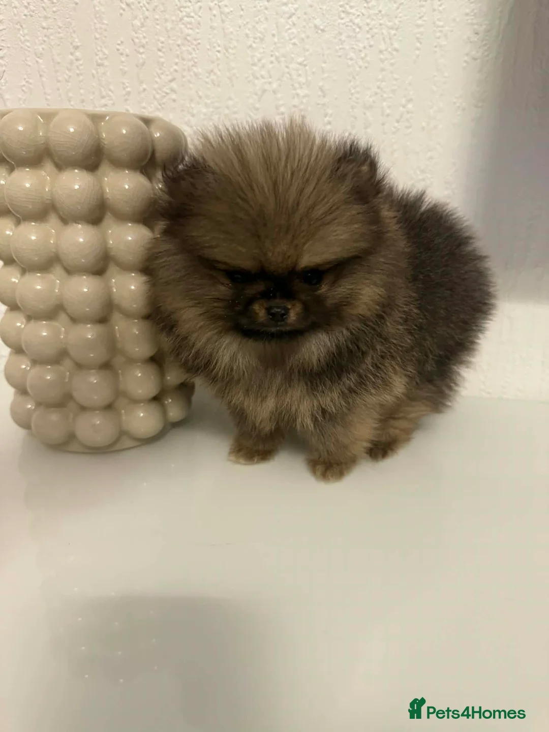 Pomeranian dogs for sale:   Pomeranian puppy  - Advert 10