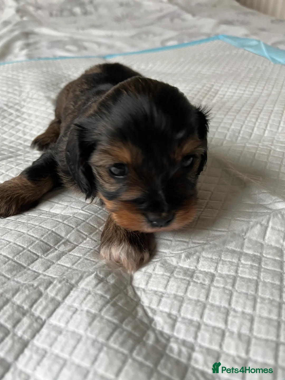 Mixed Breed dogs for sale: Beautiful Zuchon Doxies - Advert 31