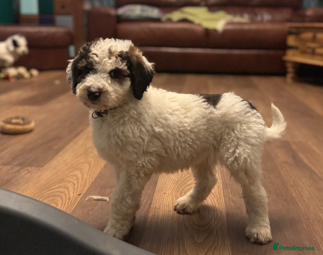 Bernedoodle dogs for sale: Bernedoodle F1B puppies - Advert 8