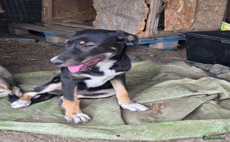 Mixed Breed dogs RONA - a Lovely young Girl, for a Loving Home - Advert 9