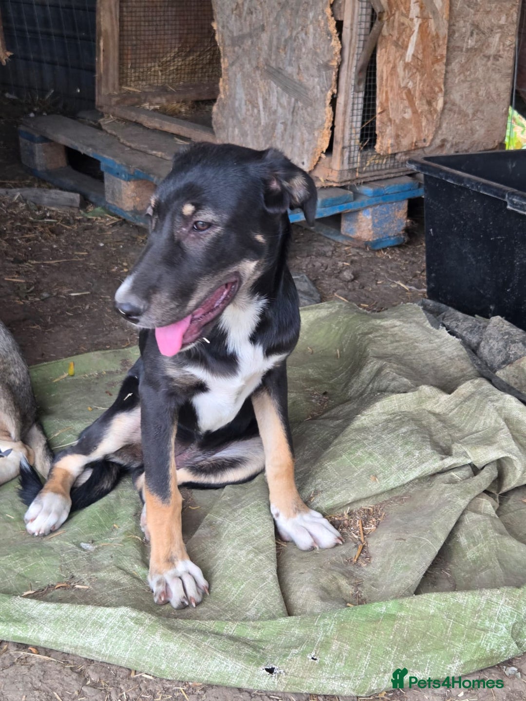 Mixed Breed dogs for adoption: RONA - a Lovely young Girl, for a Loving Home - Advert 1