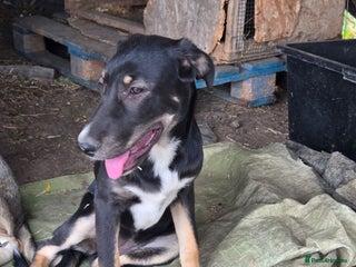 Mixed Breed dogs RONA - a Lovely young Girl, for a Loving Home - Advert 15