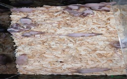 Mouse rodents for sale: Baby Fancy Pet Mice , Females available  - Image 16
