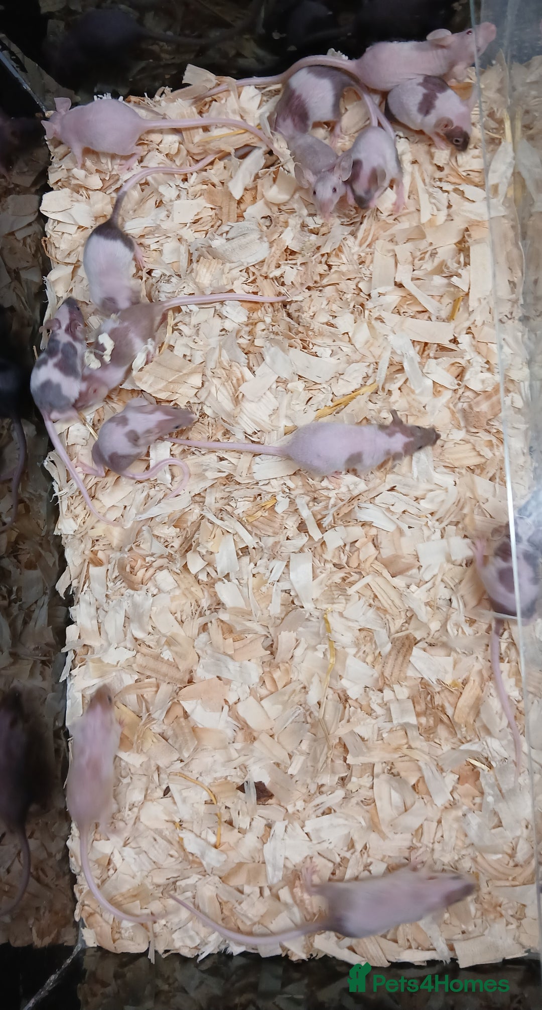Mouse rodents for sale: Baby Fancy Pet Mice , Females available  - Image 16