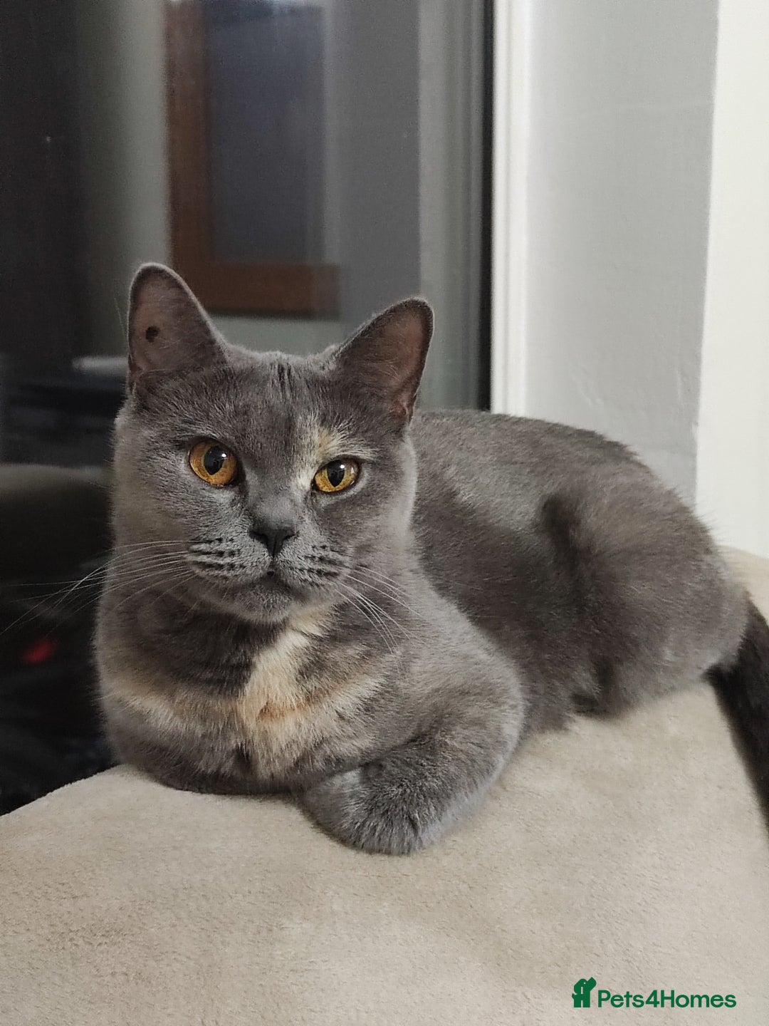 British Shorthair cats for sale: British Shorthair Kittens Imported Parents  - Advert 34