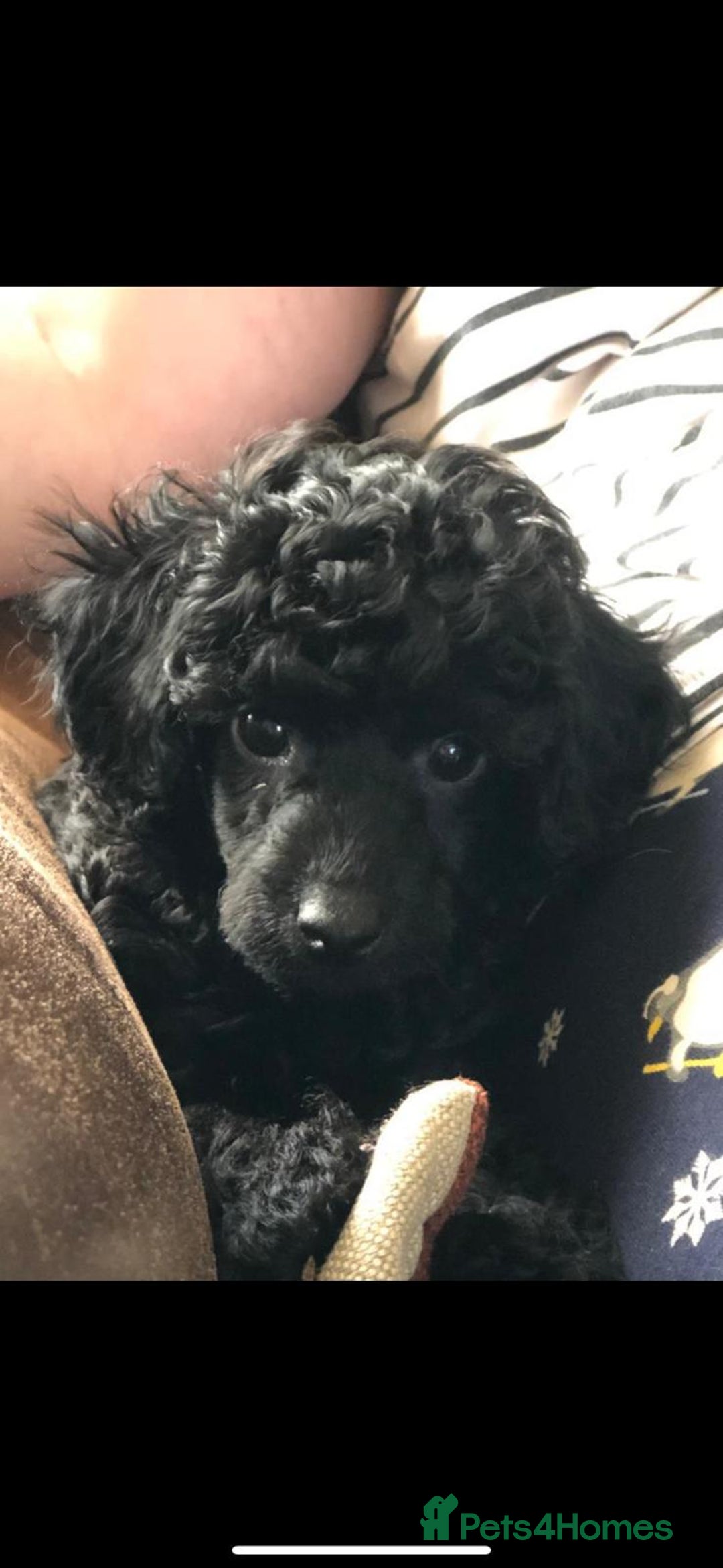 Toy Poodle dogs for sale: KC registered Toy Poodle Male 1 black  - Advert 6