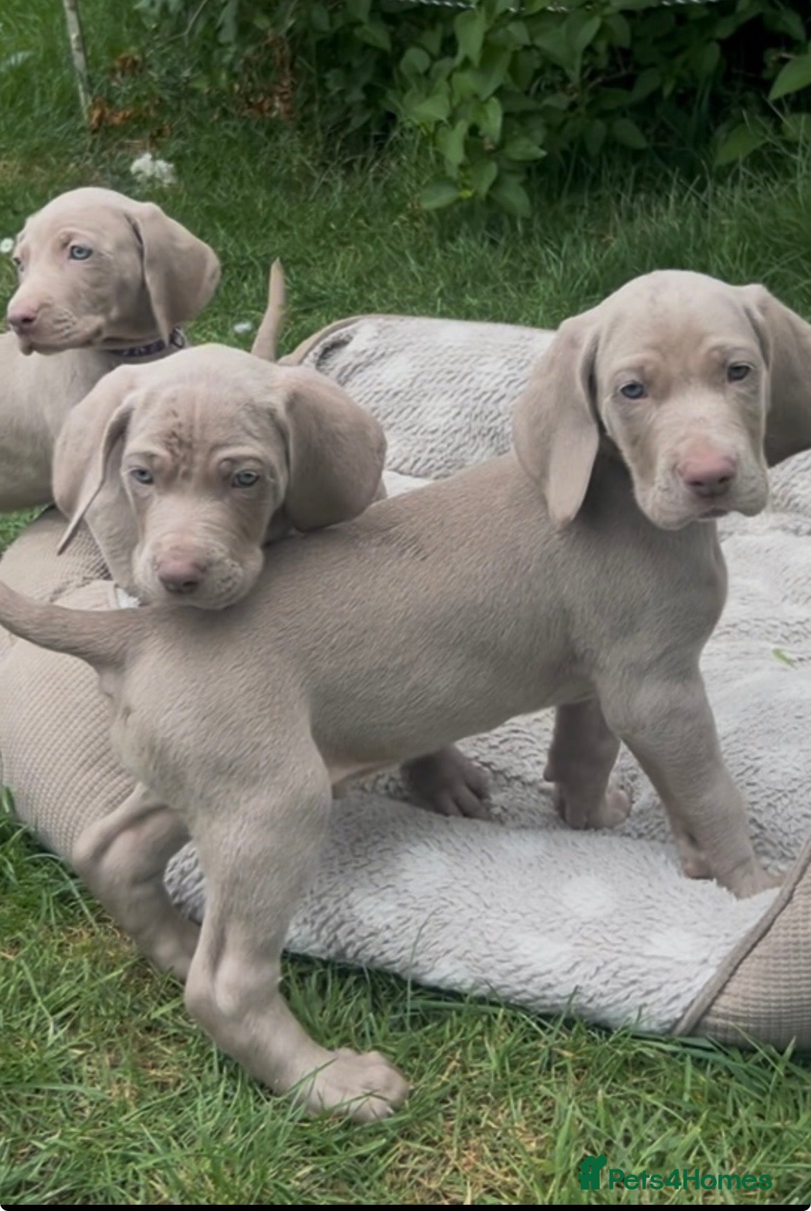 Weimaraner dogs kennel club registered Weimaraner puppies - Advert 2