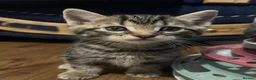 American Shorthair cats for sale: 6 Kittens - Advert 4