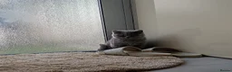 British Shorthair cats for sale: Gorgeous British Shorthair Blue Kittens in Shepperton - Advert 9