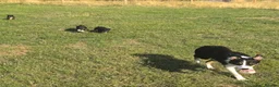 Border Collie dogs for sale: Gorgeous litter of Border Collies in Machynlleth - Advert 5