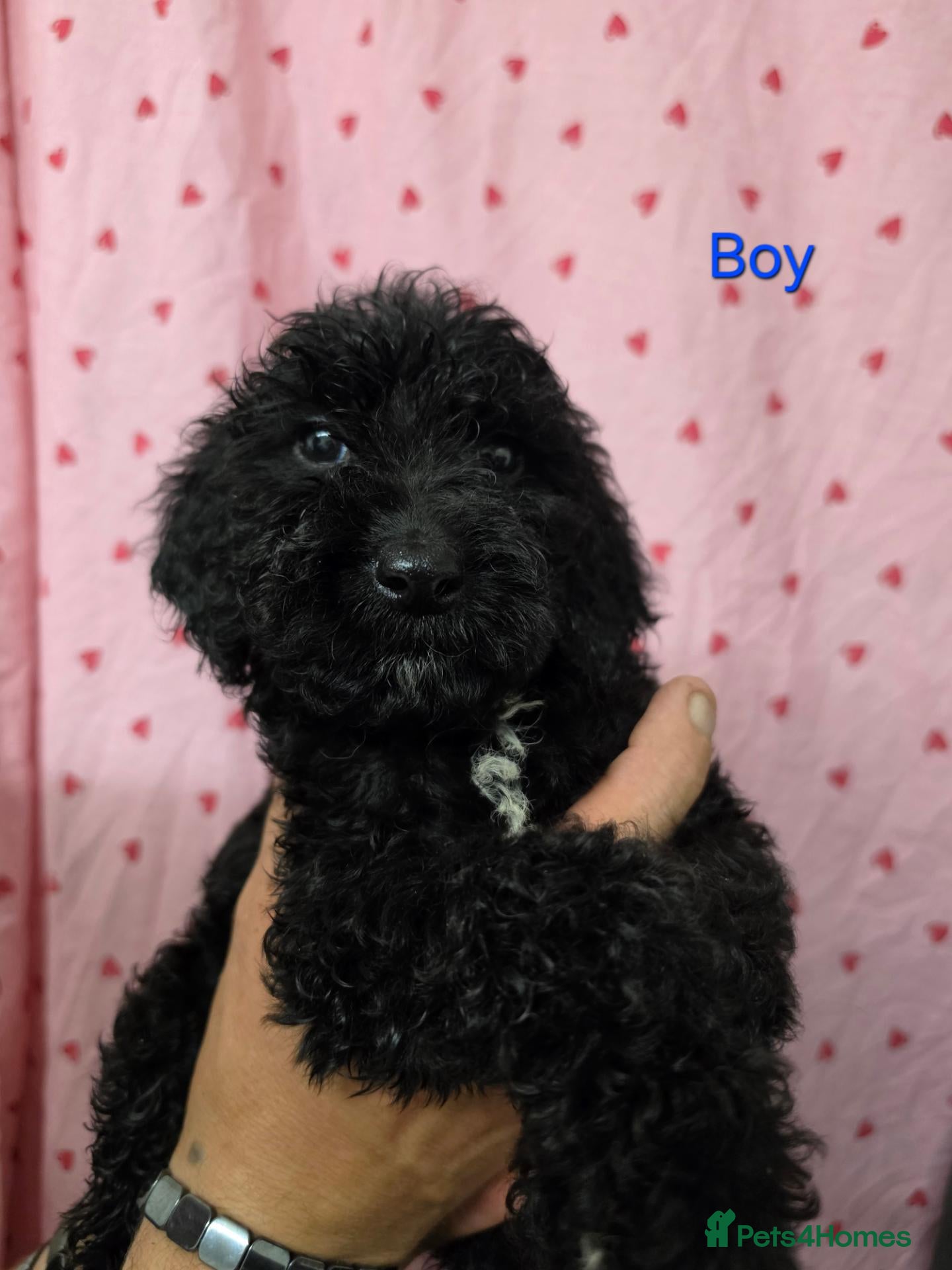 Cockapoo dogs for sale: Last 2 male Cockapoo puppies *READY NOW* - Advert 3