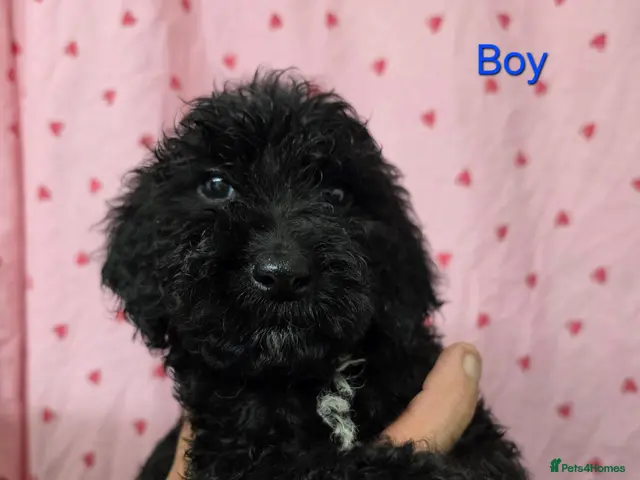 Cockapoo dogs for sale: Last 2 male Cockapoo puppies *READY NOW* - Advert 3