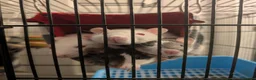 Rat rodents for sale: Coco is Ready for a Friend(s) - Advert 5