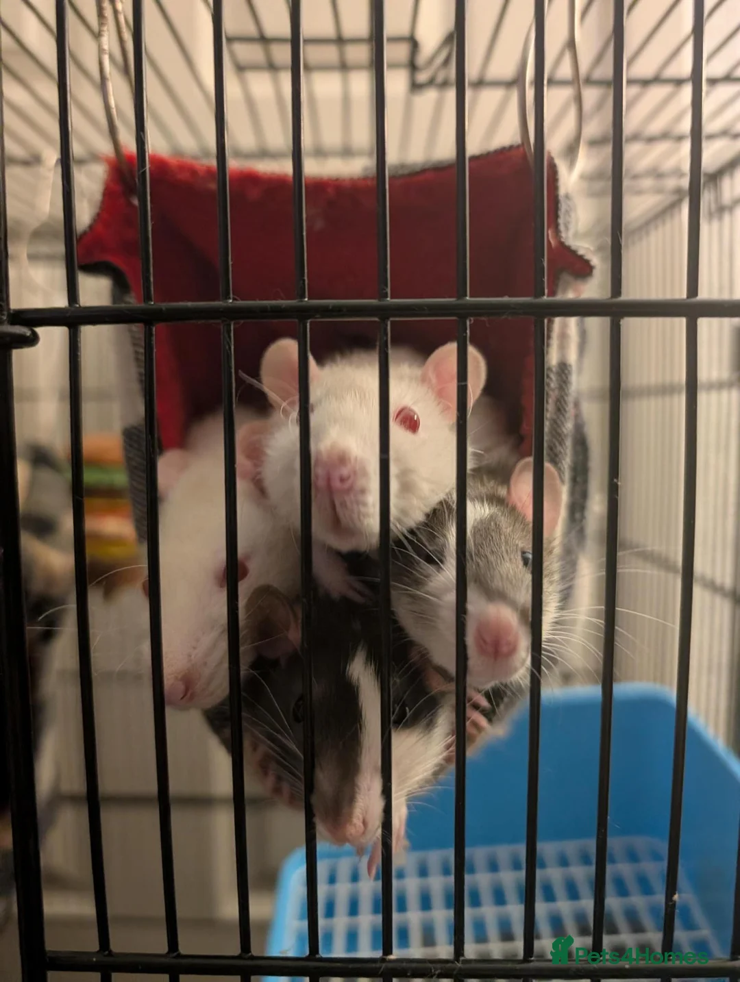 Rat rodents for sale: Coco is Ready for a Friend(s) - Advert 5