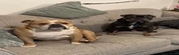 Mixed Breed dogs for sale: Beautiful year old male English x French Bulldog - Advert 8