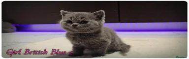 British Shorthair 