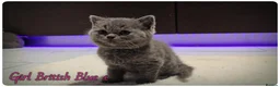British Shorthair cats for sale: British Blue & Munchkin Kittens & Scottish Fold - Advert 10