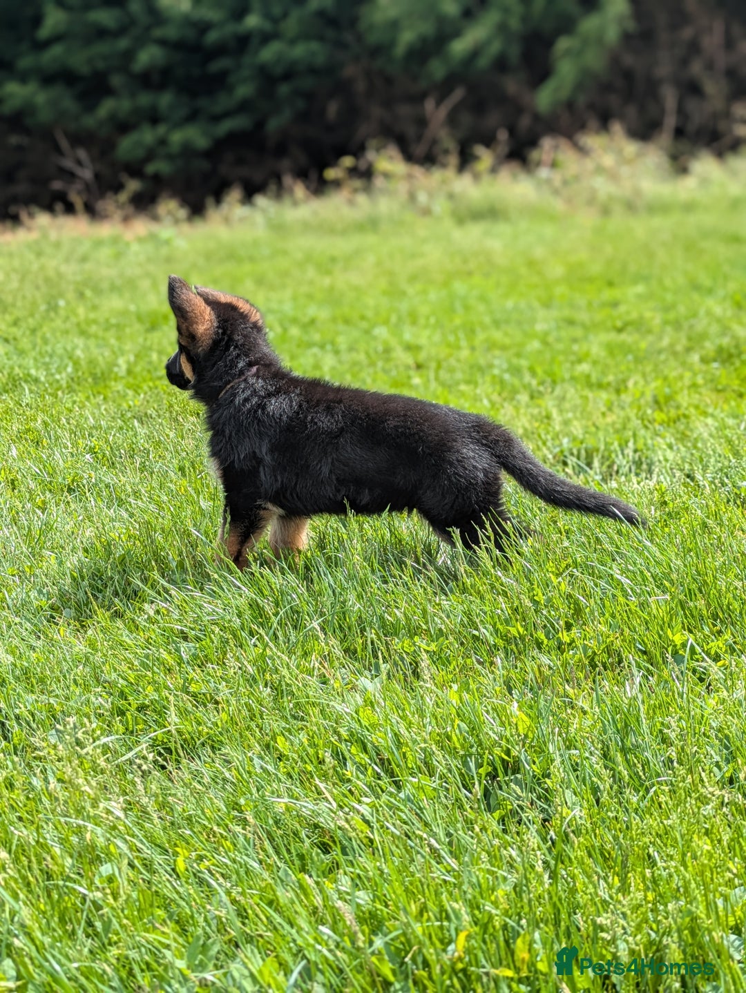 German Shepherd dogs for stud: Top Quality Import Stud 🏆 Health Teased Clear  - Image 7