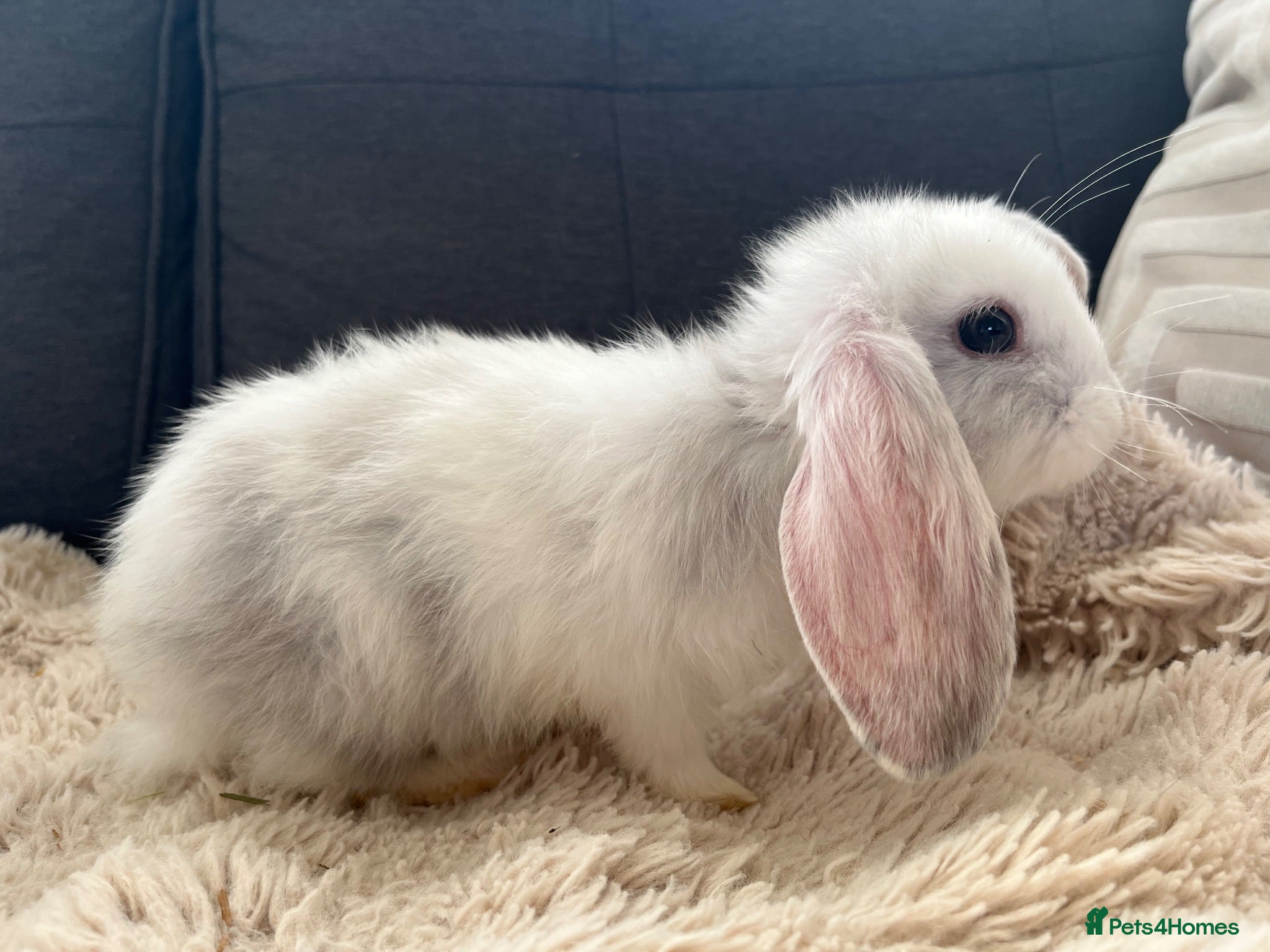 Mini Lop rabbits Bunny’s looking for their forever homes 🏡🐰 - Advert 1