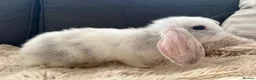 Mini Lop rabbits for sale: Bunny’s looking for their forever homes 🏡🐰 - Advert 1