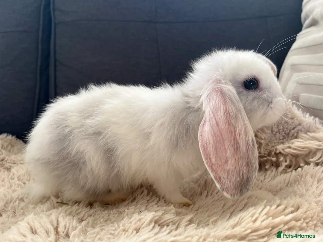 Mini Lop rabbits for sale: Bunny’s looking for their forever homes 🏡🐰 - Advert 1