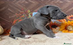Great Dane dogs for sale:  Beautiful Great Dane Pups-Ready for Forever Homes - Image 10