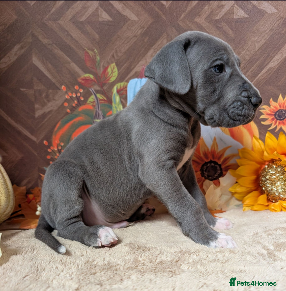 Great Dane dogs for sale:  Beautiful Great Dane Pups-Ready for Forever Homes - Image 10