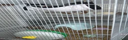 Rat rodents for sale: Male pet rats in Wigan - Advert 4
