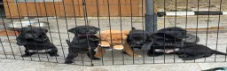 Labrador Retriever dogs for sale: Labrador Pups - Advert 1