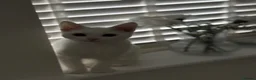 Domestic Shorthair cats for sale: White male kitten  in Leicester - Advert 3