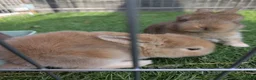 English Lop rabbits for sale: Holland English lop eared rabbits - Advert 2