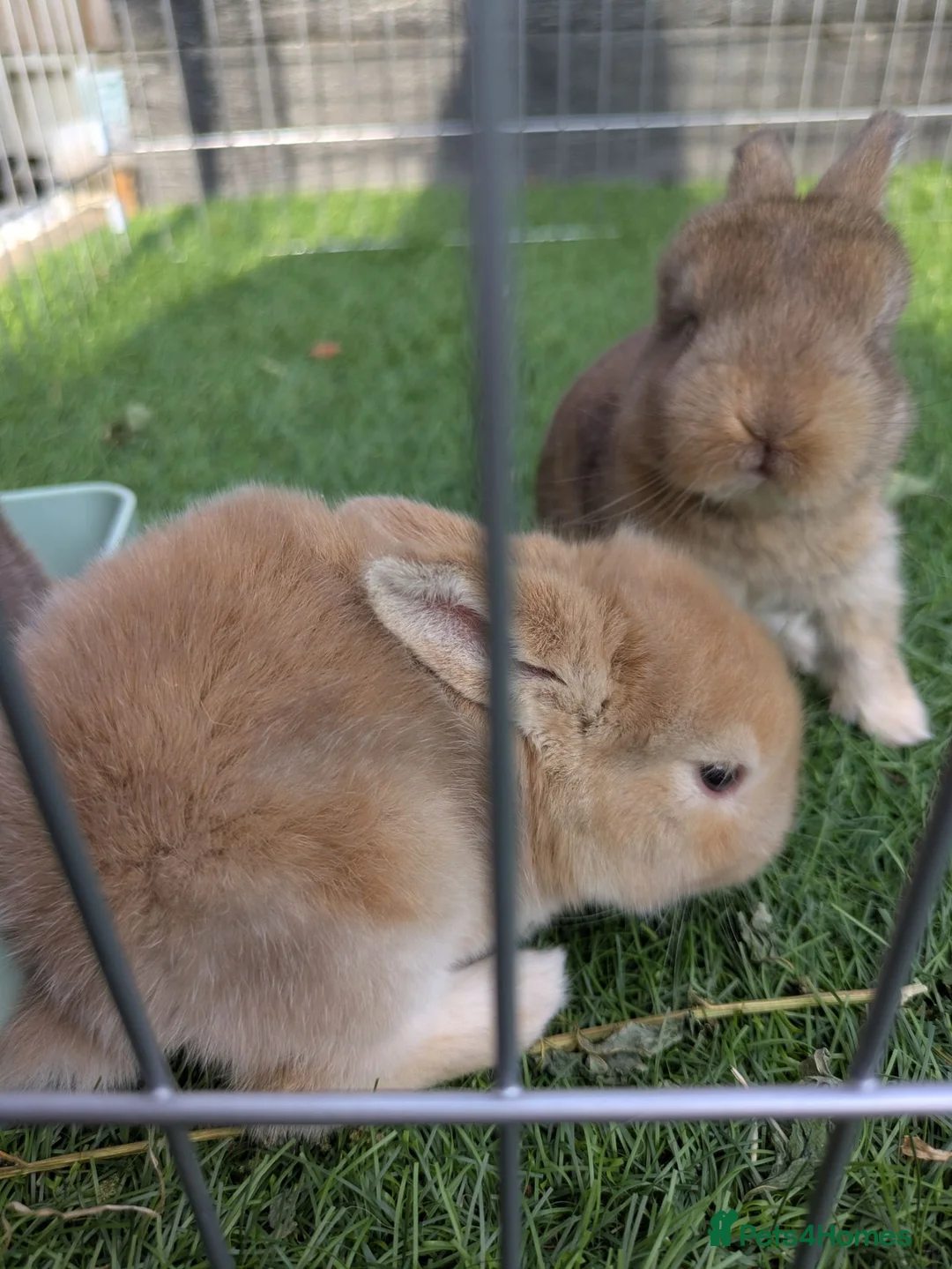English Lop rabbits for sale: Holland English lop eared rabbits - Advert 2