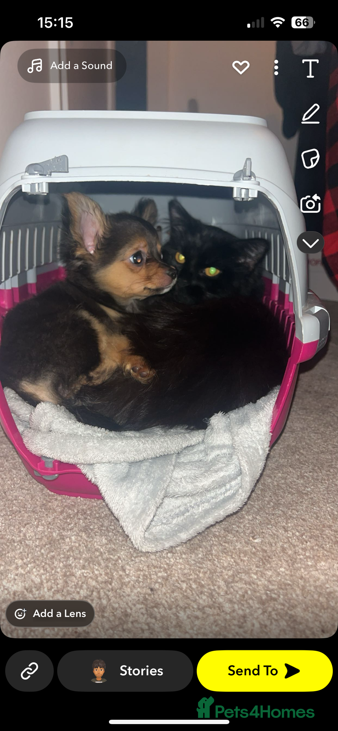 Domestic Shorthair cats for sale: 5 fluffy kittens  - Image 15