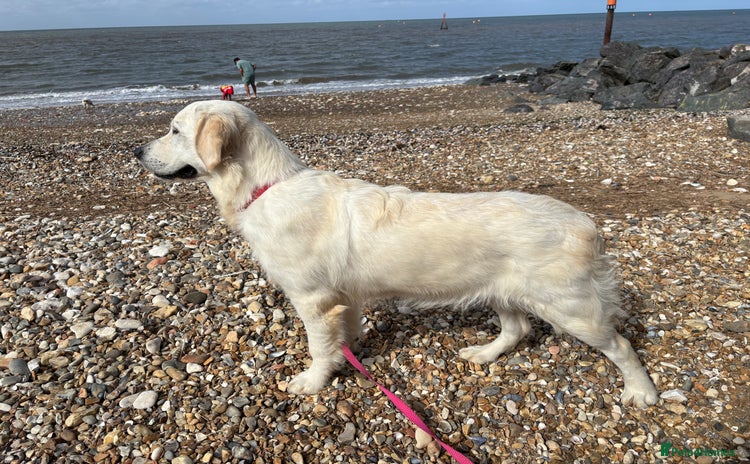 Golden Retriever dogs - Advert 4