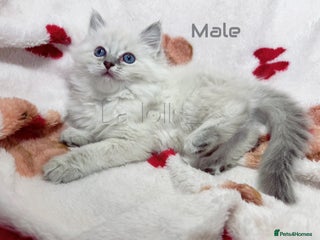 Ragdoll cats Female and Male Available🐾 - Advert 12