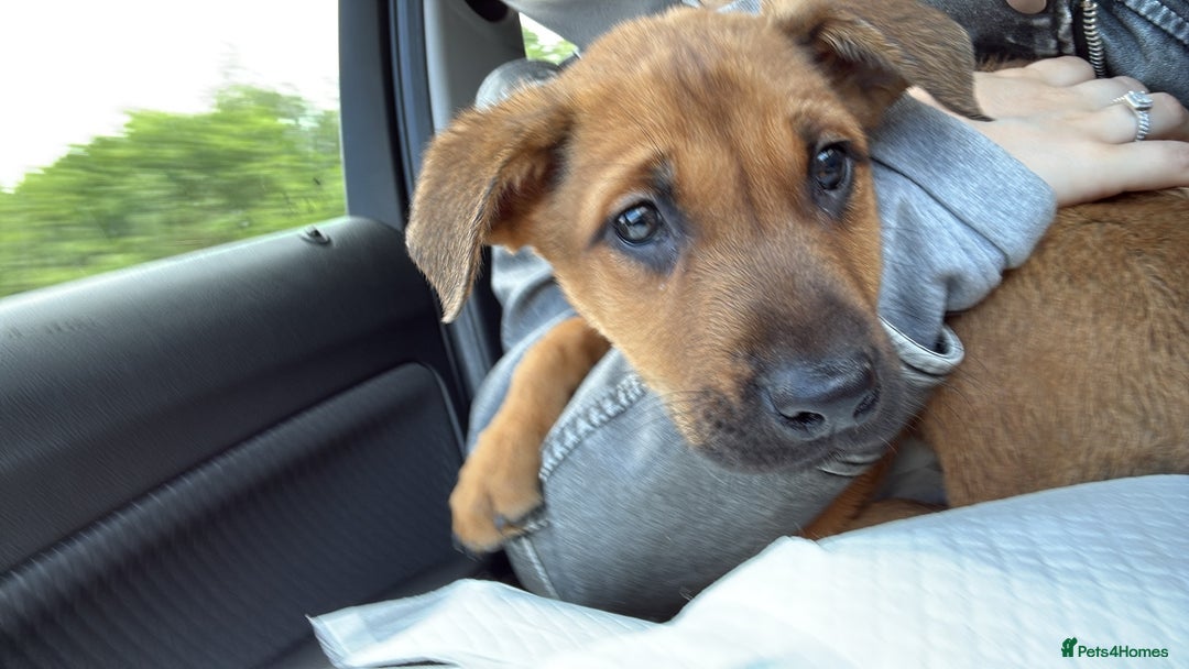 Mixed Breed dogs for sale: Milo  - Image 4