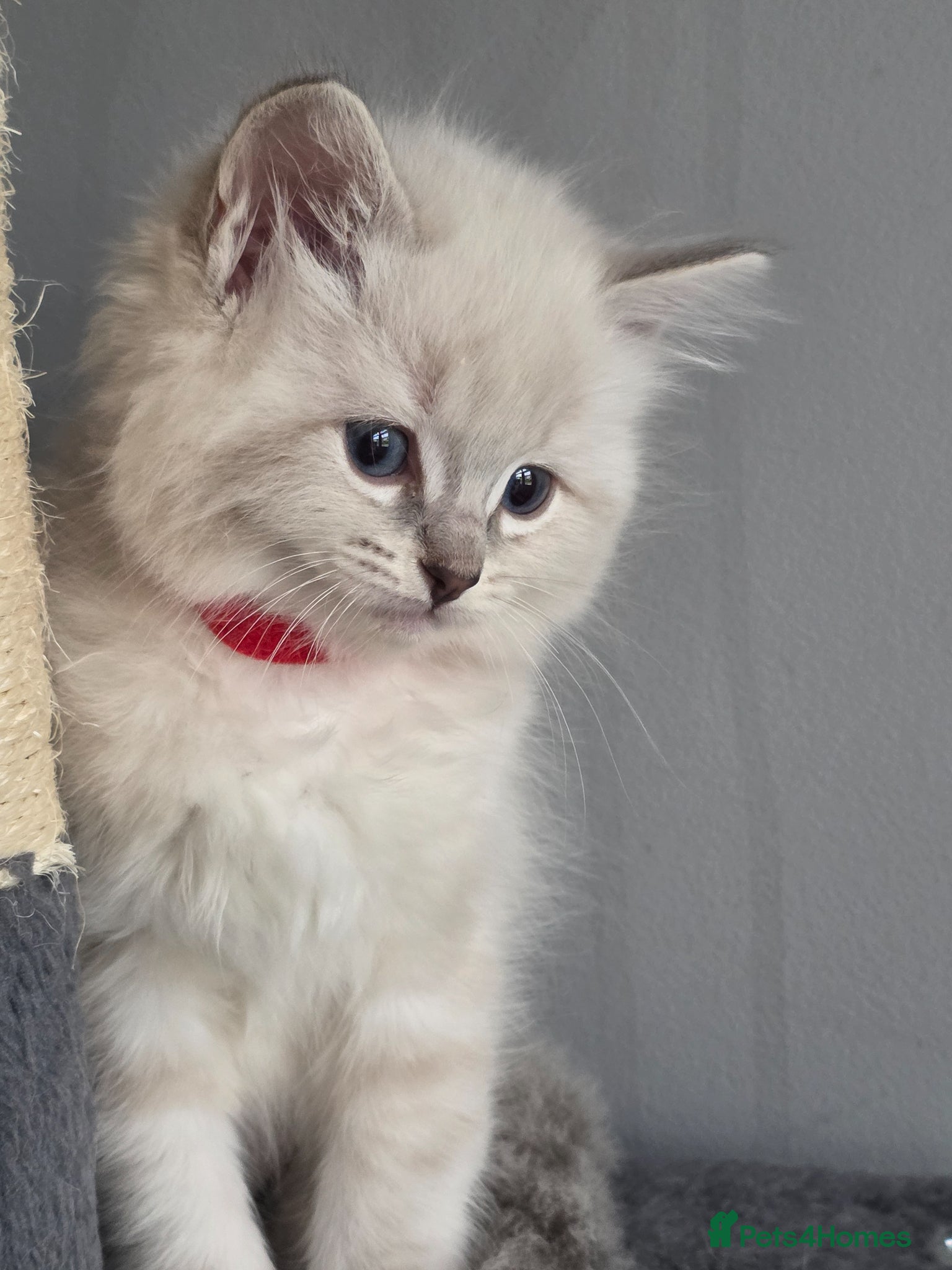Ragdoll cats Ragdoll kittens - Advert 8