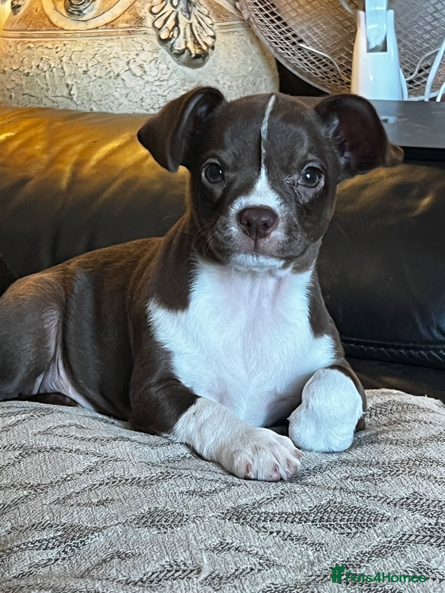 Mixed Breed dogs ❌French bulldog/cocker spaniels ❌ - Advert 4