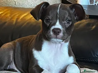 Mixed Breed dogs ❌French bulldog/cocker spaniels ❌ - Advert 4