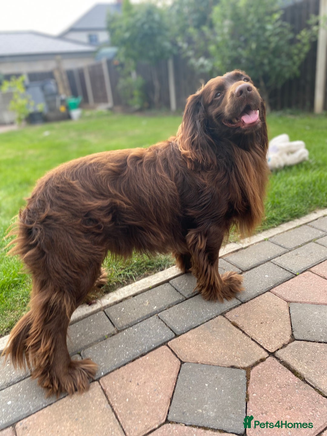 Cocker Spaniel dogs for stud: Sparkey, chocolate cocker spaniel  - Image 17