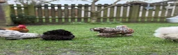 Chickens poultry for sale: Cockerels for sale  - Advert 16