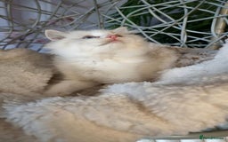 Ragdoll cats for sale: Quality Tica reg Ragdoll kittens  - Image 18
