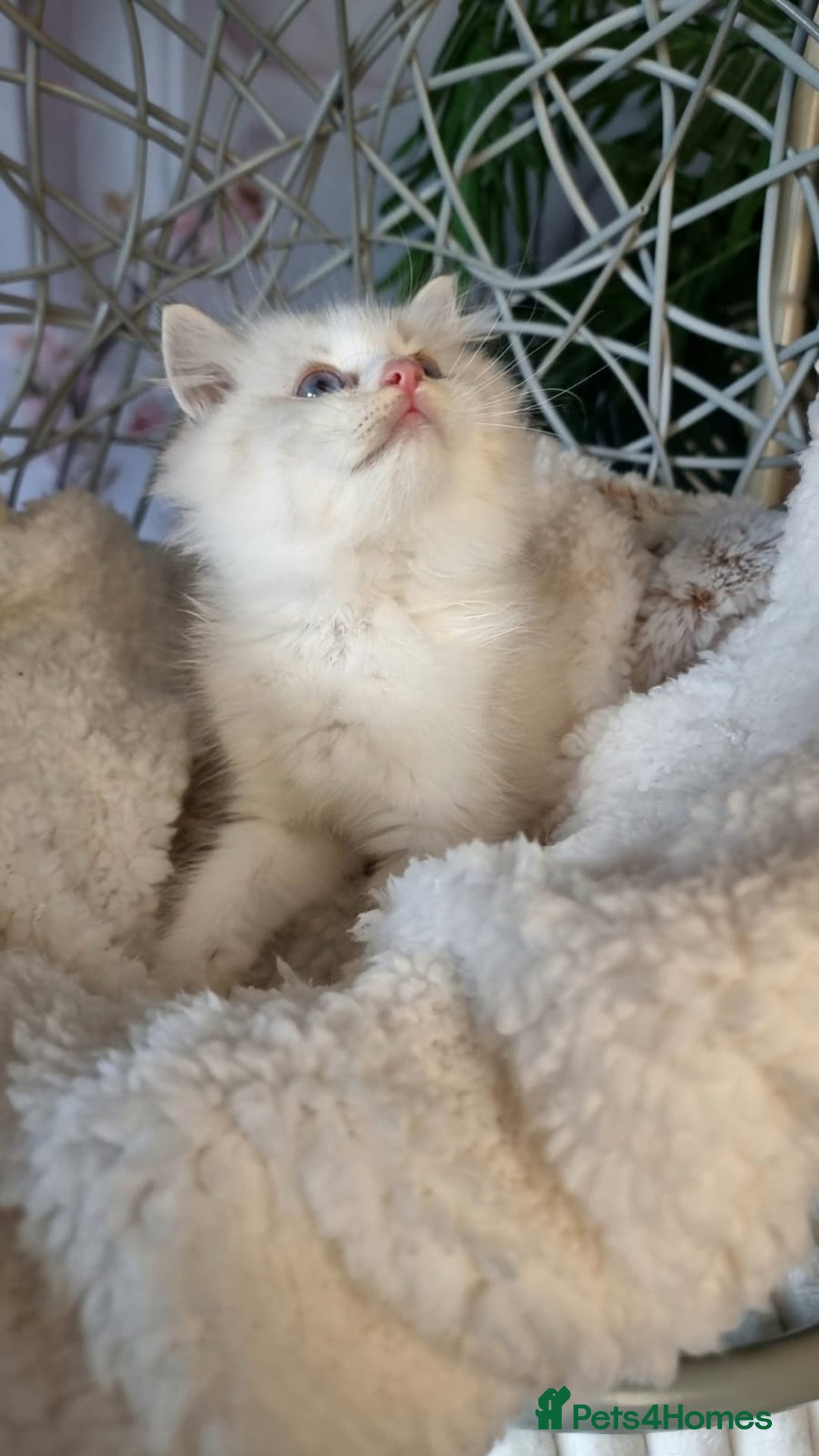 Ragdoll cats for sale: Quality Tica reg Ragdoll kittens  - Image 18