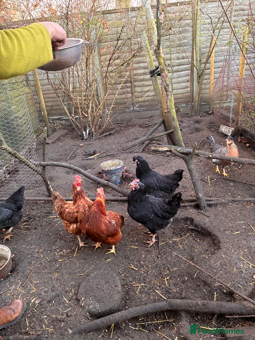 Chickens poultry for sale: 6 Chickens - Advert 4