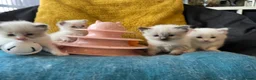Ragdoll cats for sale: Pure ragdoll kittens sake London - Advert 16