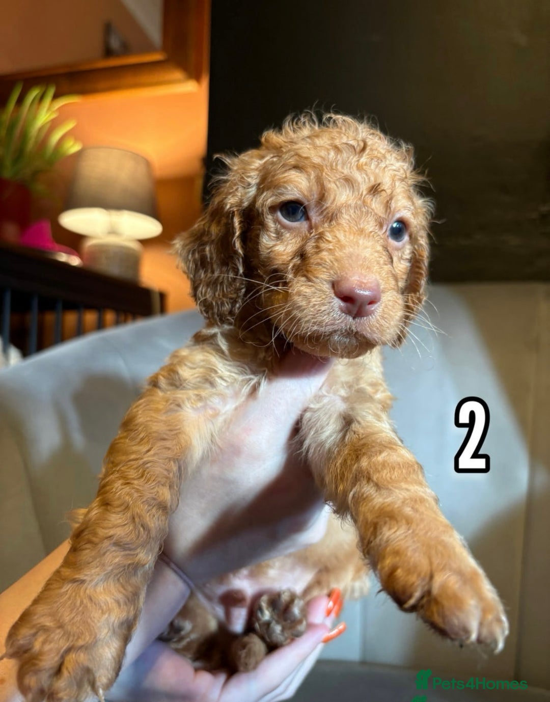 Cockapoo dogs for sale: Lovely Male Cockapoo puppies.  - Image 2