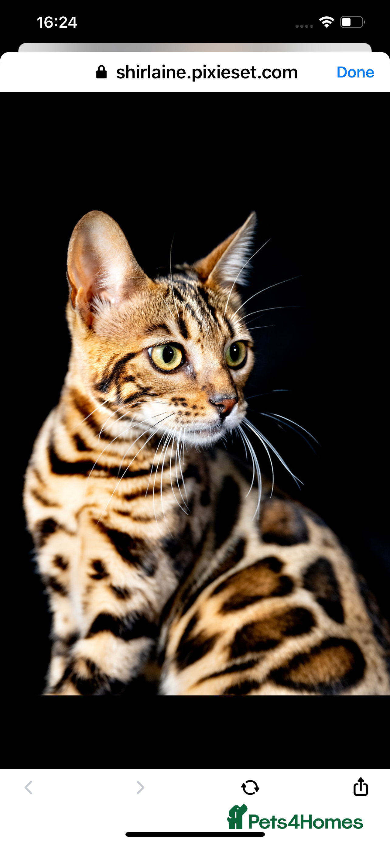 Bengal cats Bengal kitten girl for sale-Stunning 3-color Roset - Advert 1
